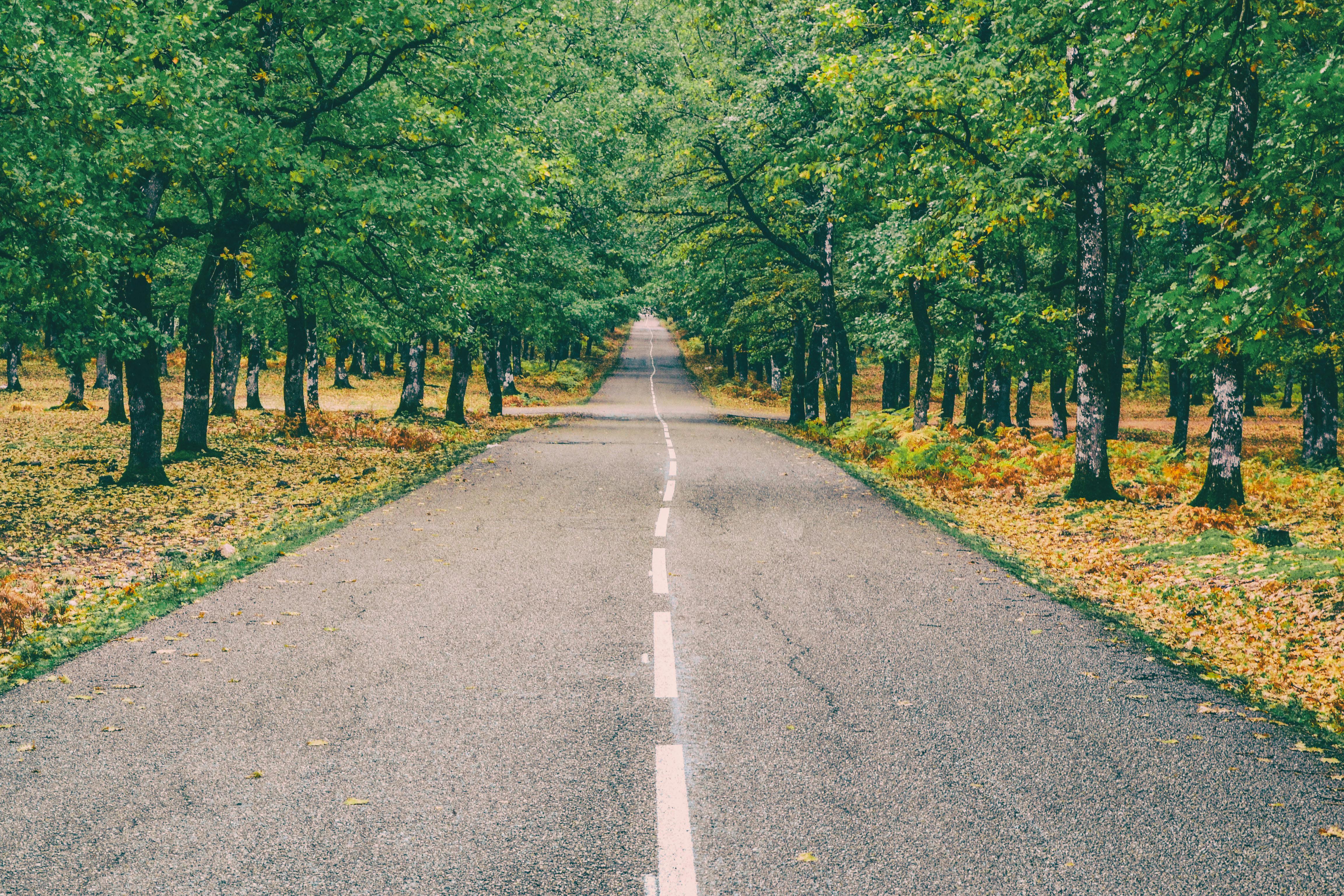 Road in the middle of a forest.
